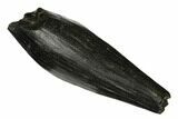 Fossil Sperm Whale (Scaldicetus) Tooth - South Carolina #176125-1